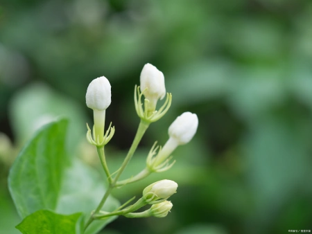 茉莉花的介绍种植方法日常管理丨茉莉花的种植技术与管理方法